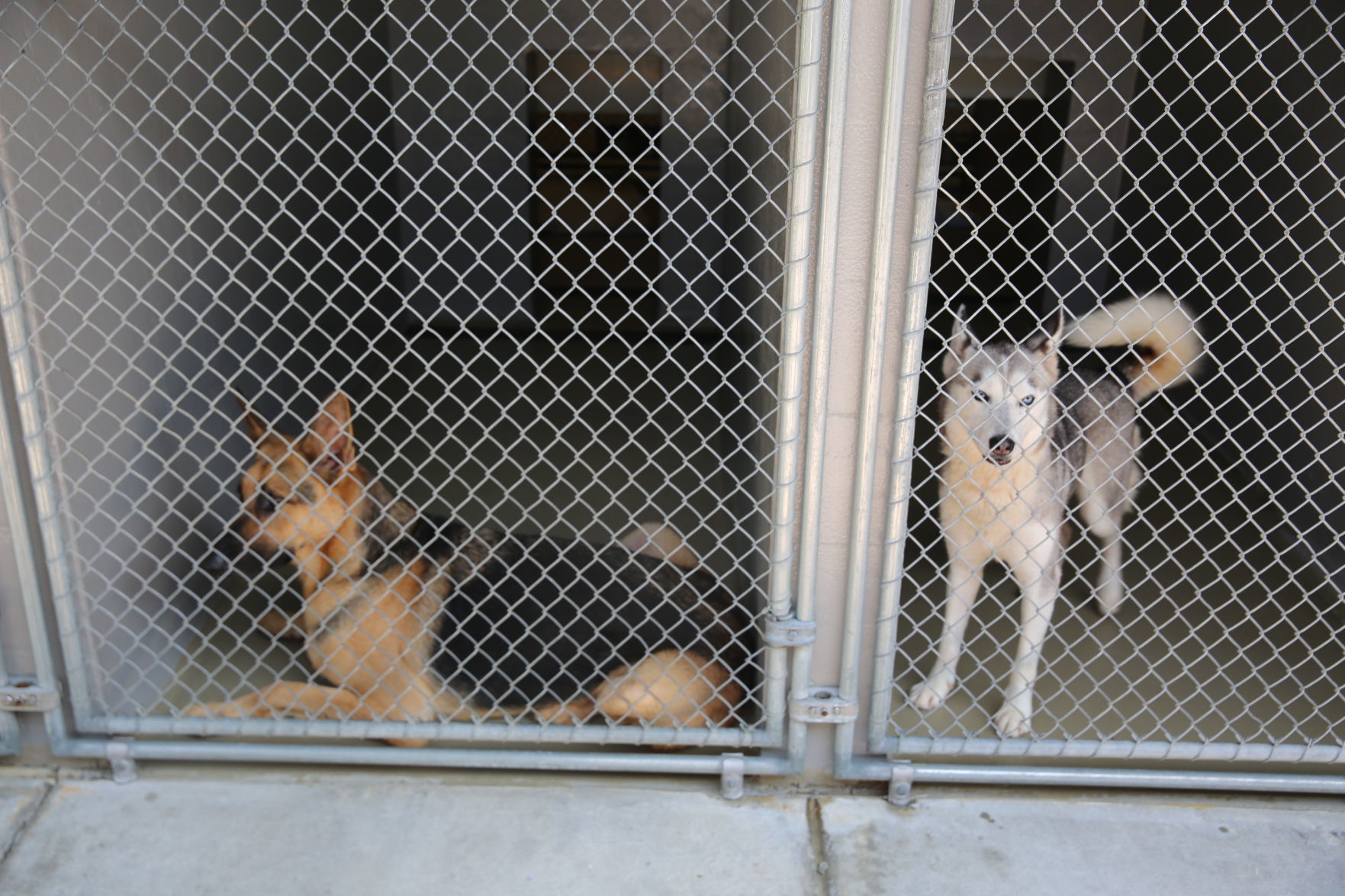 Atlantic County Animal Shelter's Clear the Shelter event Satuday, Aug. 17, 2019. The event runs through Sunday, Aug. 18.